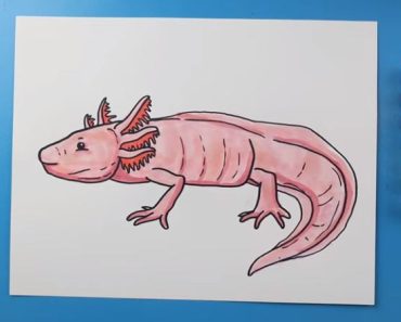 How to draw a salamander step by step