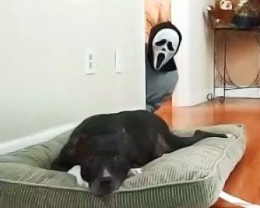 Interesting dog trolls video – Funny Animals video#351