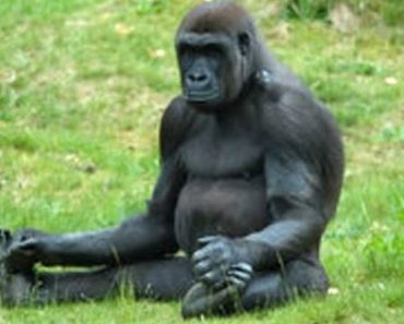 Mischievous monkeys video