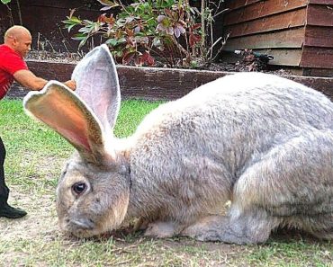 Summary of 25 unusually larger animals – Animals video