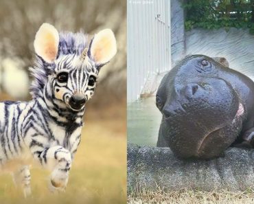 The cutest wild animals you’ve probably never seen – Cute animals video
