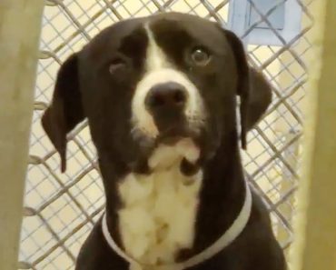 The dog's feelings when being adopted
