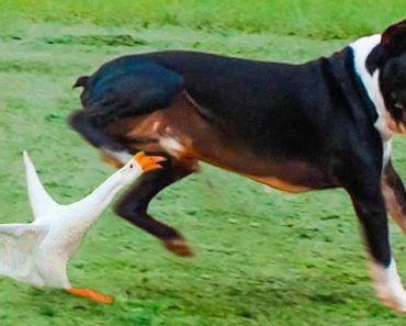 The latest funny pet videos – Top pets video