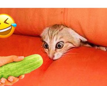 The most naughty animals