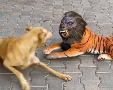 Try not to laugh with these animals – Newest funny animals video