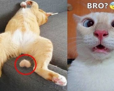 When the animals are funny – Funny dog and cat video