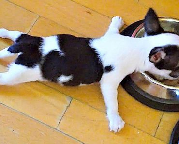 Compilation of the funniest animals