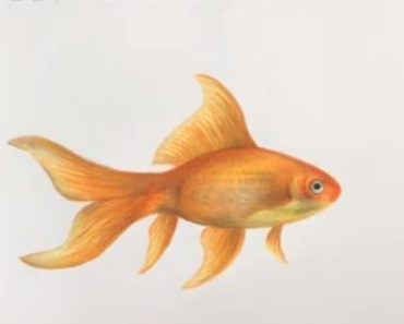Easy Realistic Goldfish Drawing – Step by step instructions