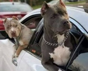 Funniest pets of all time – Funny dog and cat video#