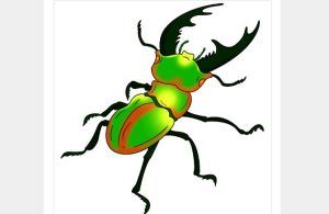 How to draw a beetle step by step