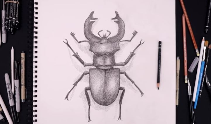 How to draw a beetle step by step