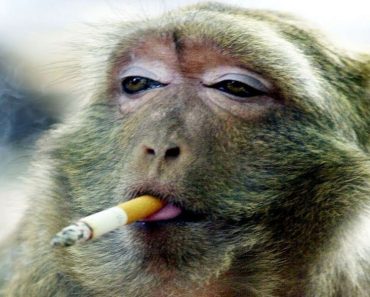 The funniest monkeys videos