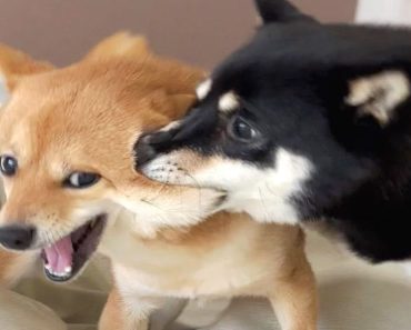 The funniest pets videos – Guess you don’t smile
