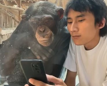 Monkeys reach for the phone