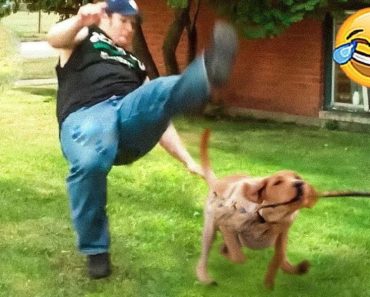 Smart dogs – Video compilation of the funniest dogs and cats