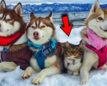 The cat is protected by 3 huskies – The cat thinks he is also a dog | Funny animals videos