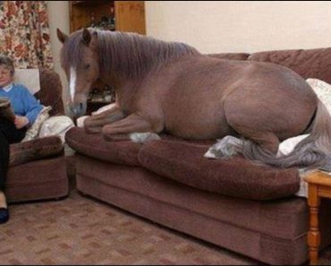 The smartest horse I've ever seen