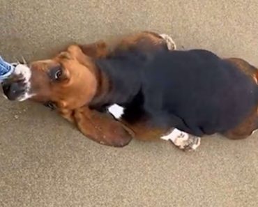 Top pets stubborn video
