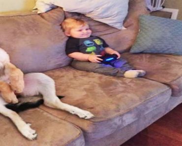 You won’t be able to stop laughing with this pet compilation video – Funny dog and cat video#367