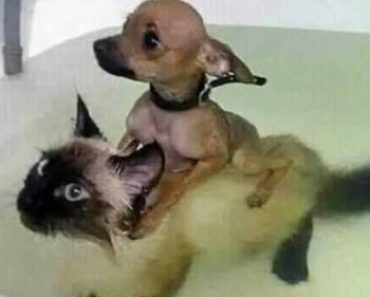 Animals make us unable to stop laughing – Funny dog and cat video#378