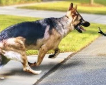 Hero Animals That Saved Human Lives video