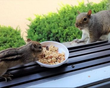Squirrels and chipmunks race for food – Animals video