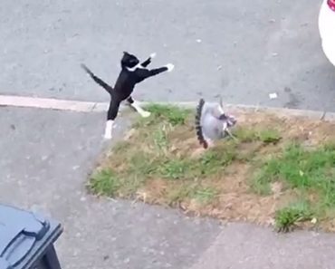 The cat skydives for the first time – Active animals video