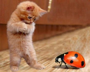 The cats cooed – Funny dog and video#373