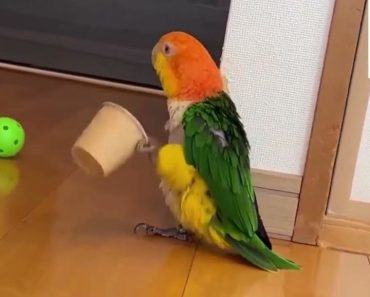 The world’s funniest parrots videos