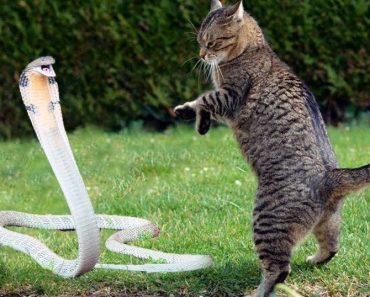 Top 5 classic battles between cats and snakes – Animal world