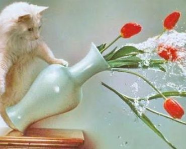 Videos of dogs, cats and dogs worth watching today