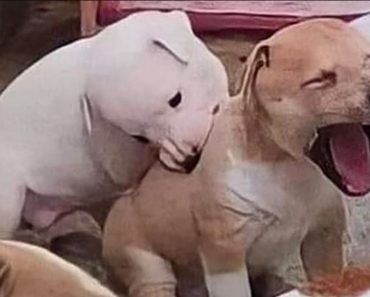 You and I will always be brothers – Funny dog and cat video#374