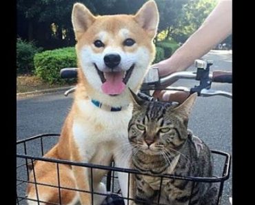 The funniest and funniest animals