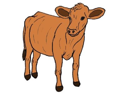 How to Draw Cattle Step by Step