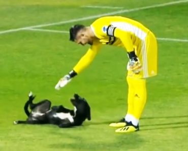 Uninvited guests on the football field – Funny animals video