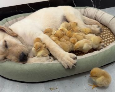 You won’t believe it if you don’t watch this video – Funny animals video