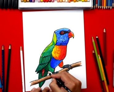 How to Draw a Rainbow Lorikeet Bird step by step – Bird Drawing