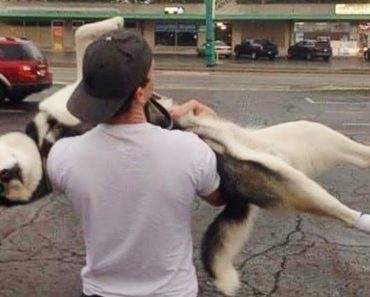 Huskies moment shows personality – Fuuny dog video#404