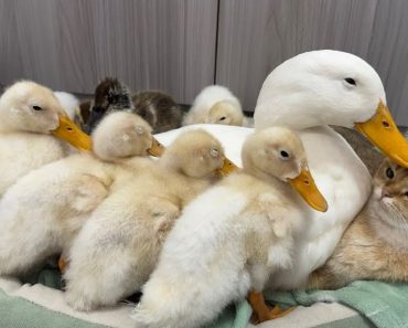 The cat’s awkward moment – Mother duck leads the ducklings to sleep with the kittens – Funny animals video