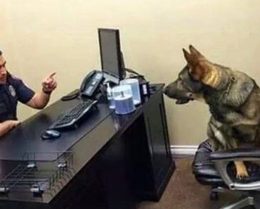 Dogs with an IQ of 200 – Funny dog video#417