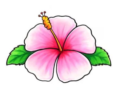 How to Draw a Hawaiian flower step by step – Hawaiian flower drawing