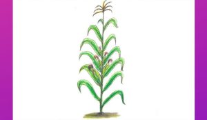 How to draw corn stalks step by step