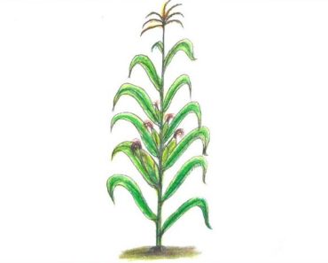 How to draw corn stalks step by step – Tree Drawing