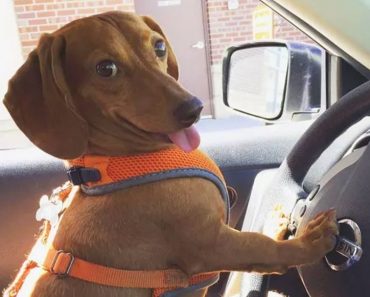 Funny things about dogs – Funny dog videos#416