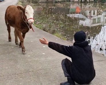 The most emotional reunions of animals with people videos