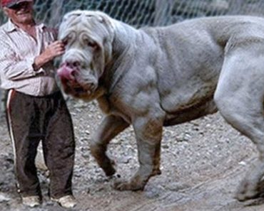 Top 20 Largest Dogs in the World – Dog video#418