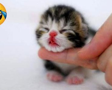 Top Cutest Cats and Dogs videos