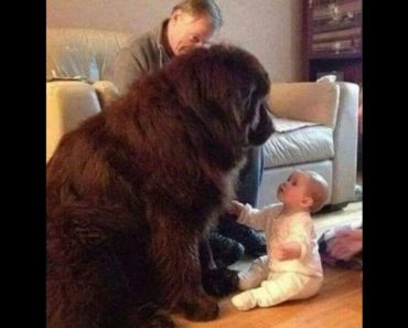 Collection of funny moments of dogs and cats _ Funny dog and cat video#421