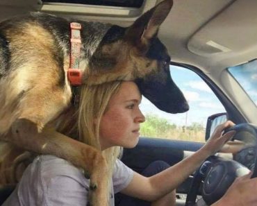German Shepherds are the King of Comedy – Funny dog video#422