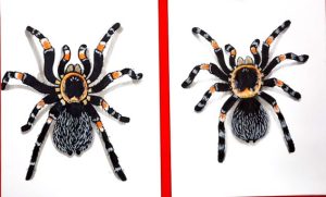 How to Draw a Tarantula Step by Step